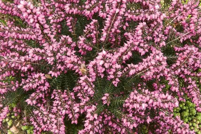 bruyère d'hiver à floraison rose magenta