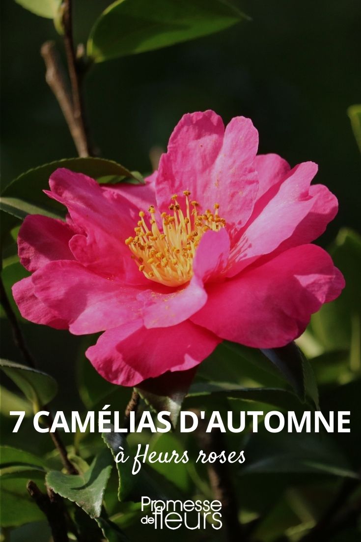 camelia automne fleur rose
