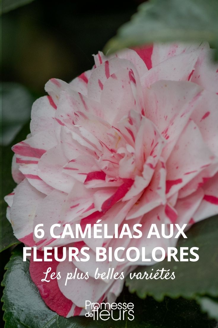 6 camélias aux fleurs bicolores - Promesse de Fleurs