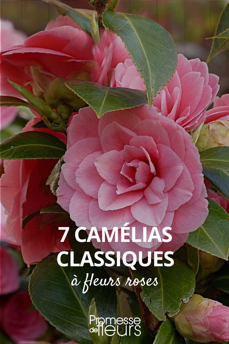 7 camélias classiques roses - Promesse de Fleurs