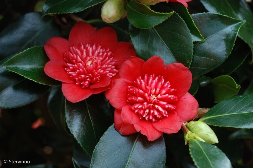 camélia du japon pompon rouge