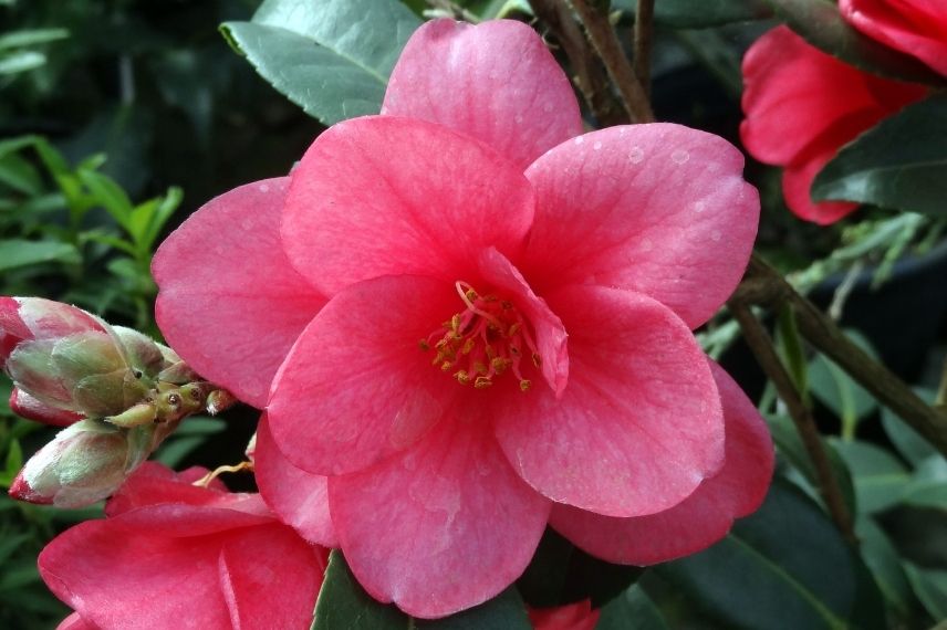 camélia champêtre fleurs rouges