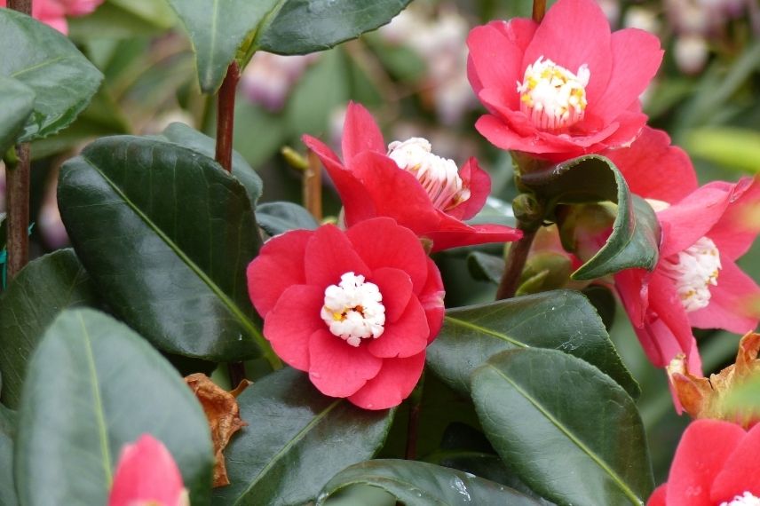 camélia du japon à fleurs simples rouges