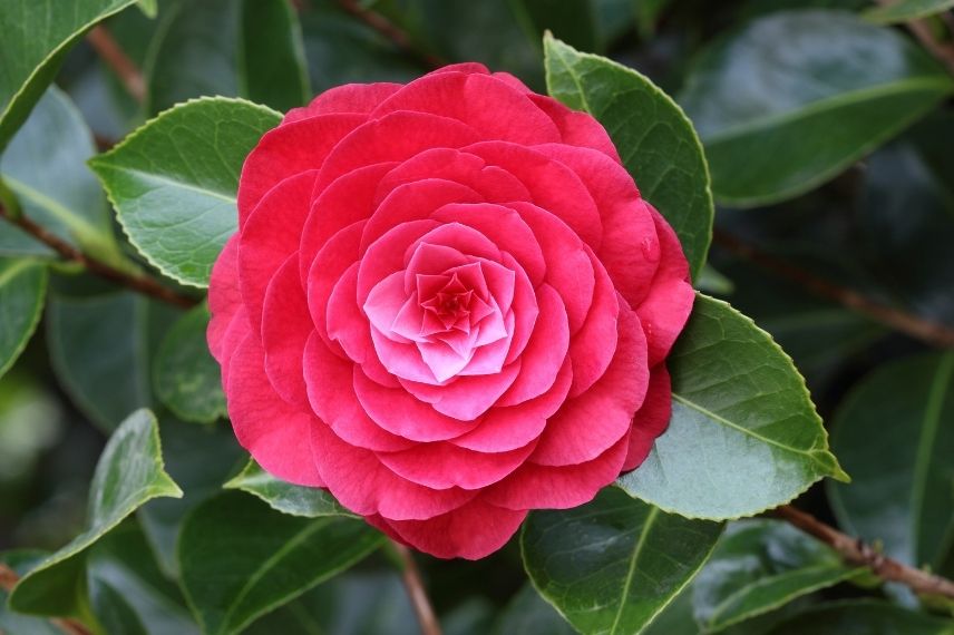 camélia du japon grandes fleurs doubles rouges