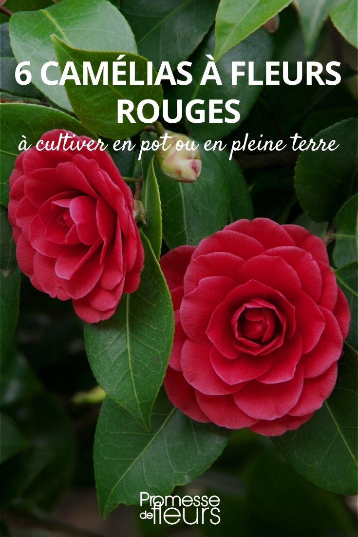 camélias rouge