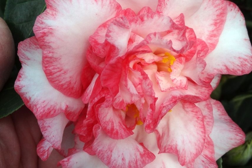camélia classique rose et blanc