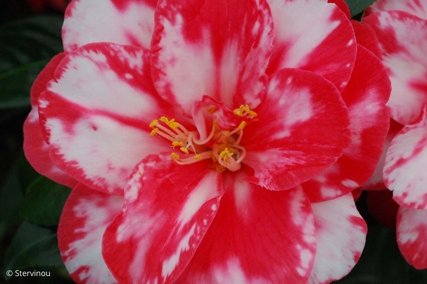 camélia du japon fleur bicolore rouge et blanc