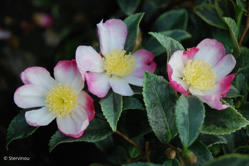 camélia d'automne floraison bicolore