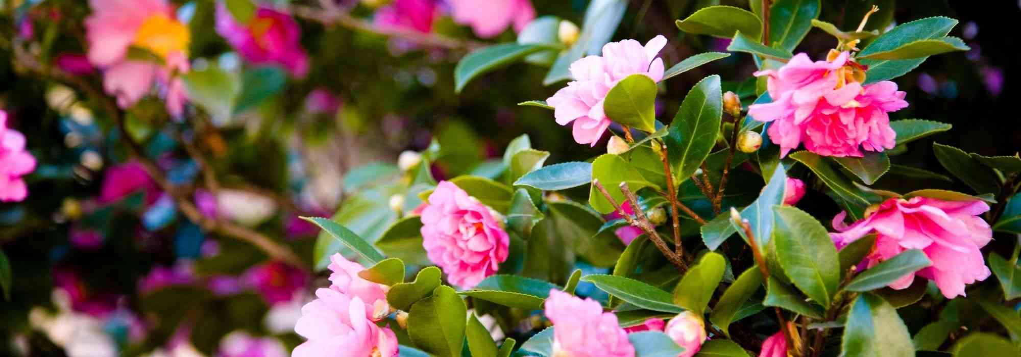 7 camélias d’automne roses