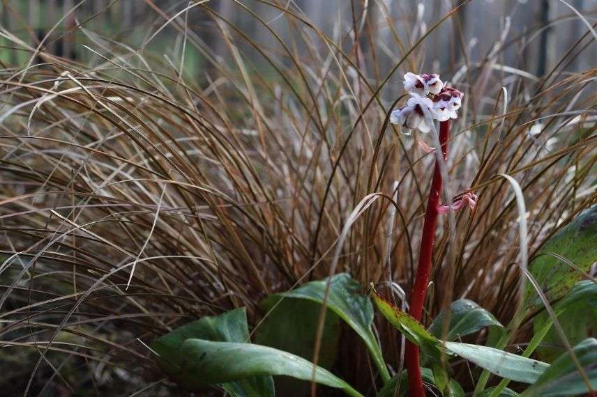 carex buchananii