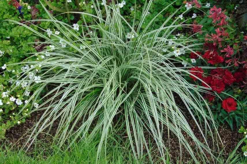 carex everest