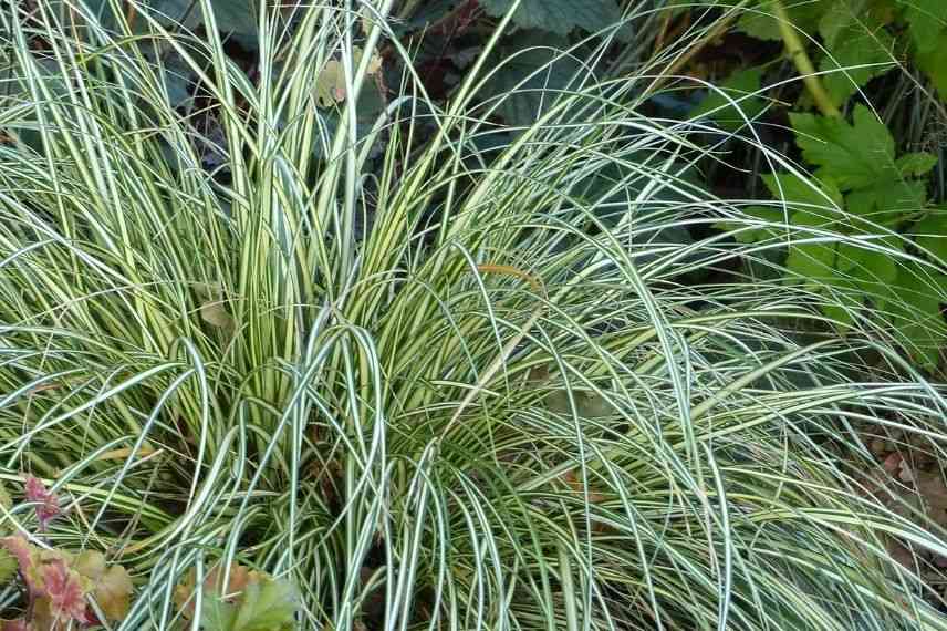 carex evergold