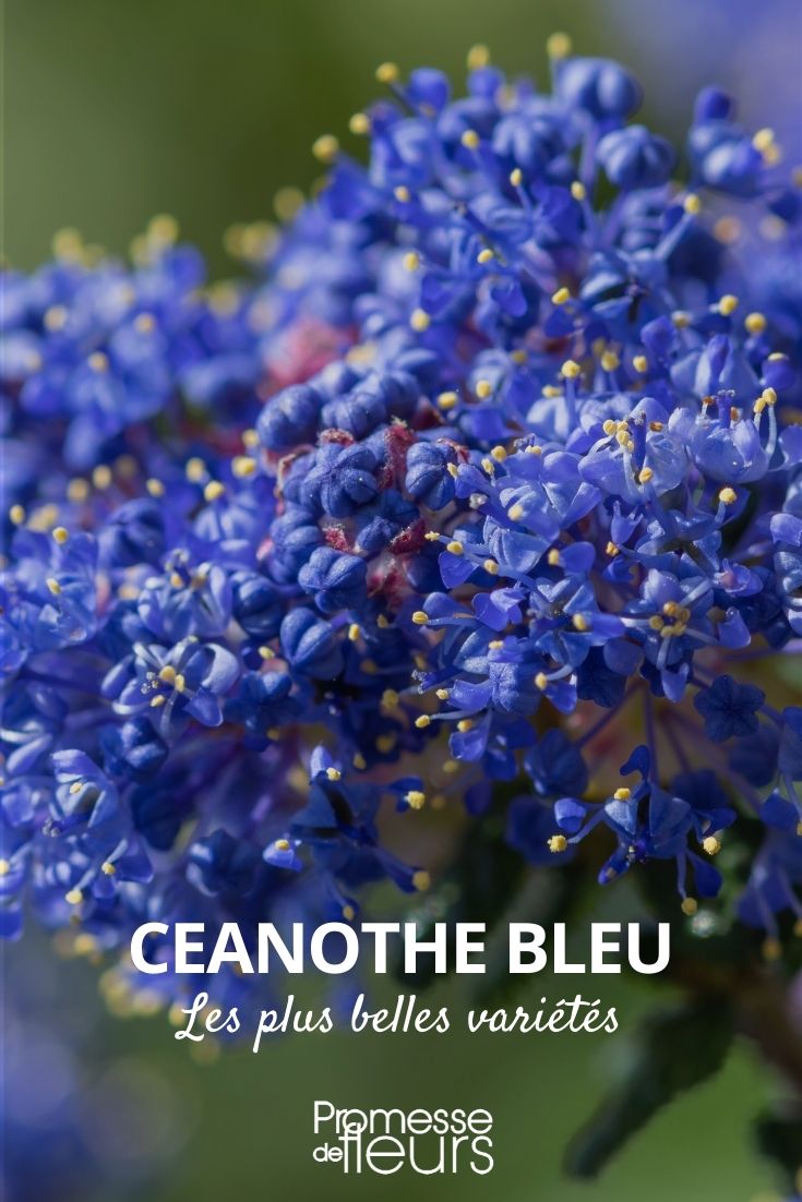 ceanothe bleu, plus belles variétés