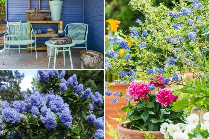 ceanothus en pot sur la terrasse