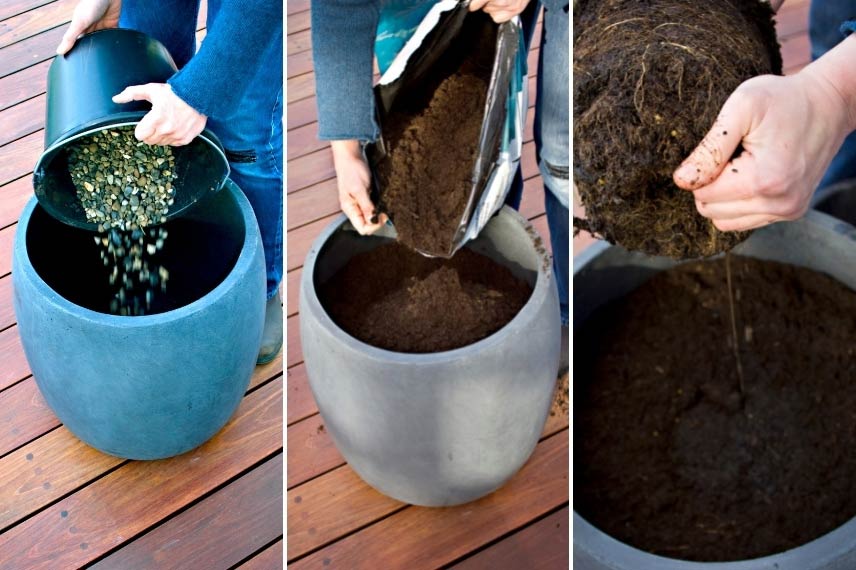 Comment effectuer la plantation du céanothe en pot