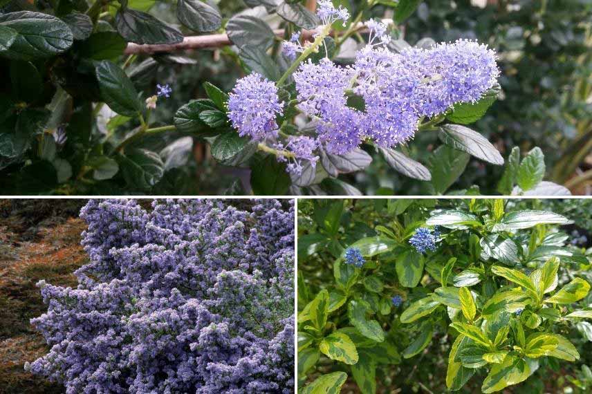 Céanothe Lilas de Californie résistant à la sécheresse