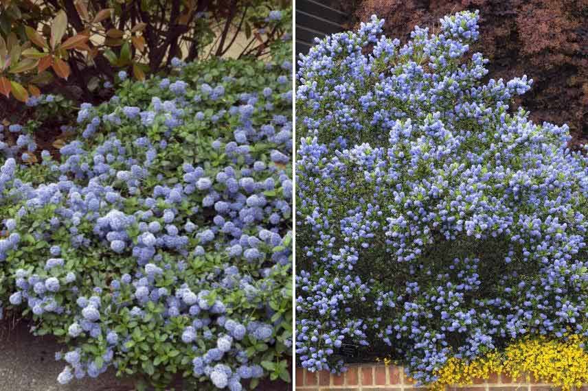 Céanothe Lilas de Californie couvre- sol et arbustif