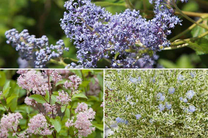 Ceanothus céanothe Lilas de californie rustique