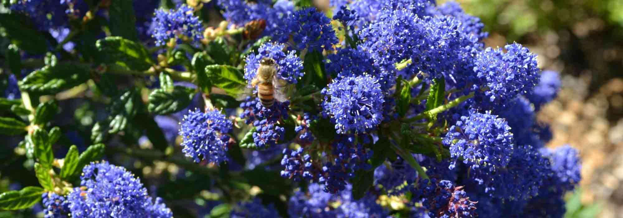 Ceanothe persistant : Les meilleures variétés à adopter dans son jardin