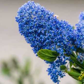 Ceanothe bleu : les plus belles variétés