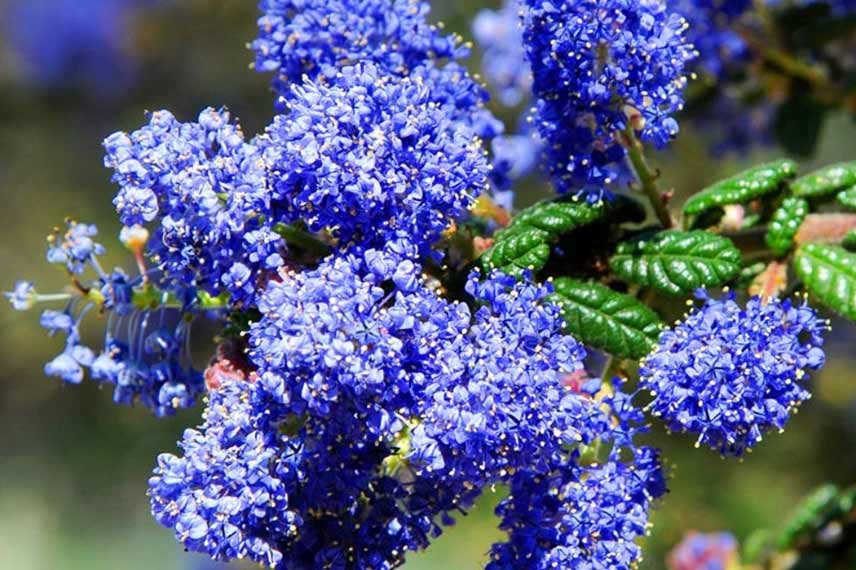 Céanothe Ceanothus bleu intense