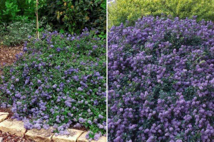 Ceanothus pour talus, Ceanothe pour talus, arbuste couvre sol pour talus