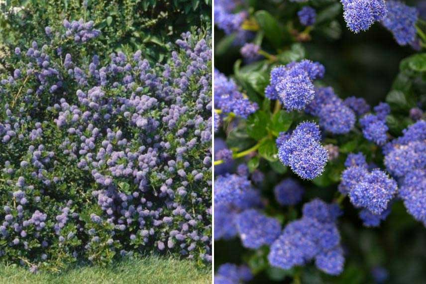 Ceanothus pour talus, Ceanothe pour talus, arbuste couvre sol pour talus