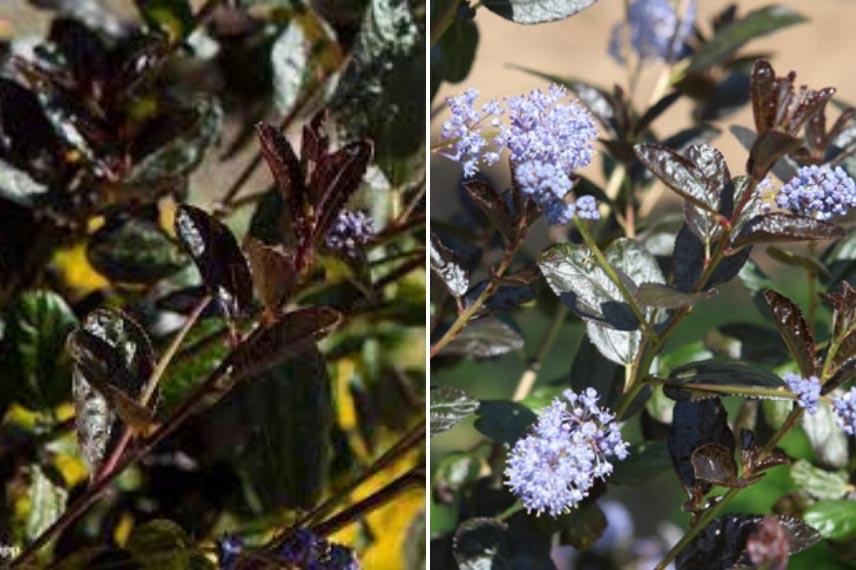 Céanothe 'Tuxedo' arbuste floraison bleue feuillage pourpre