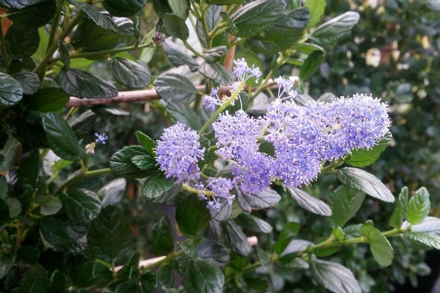 Ceanothus pour talus, Ceanothe pour talus, arbuste couvre sol pour talus