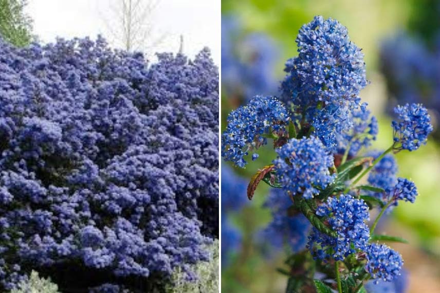 Céanothe 'Burkwoodii' floraison bleue en été