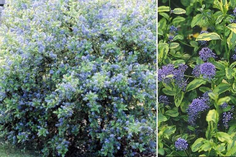 Céanothe bleu les plus belles variétés Promesse de Fleurs — free download