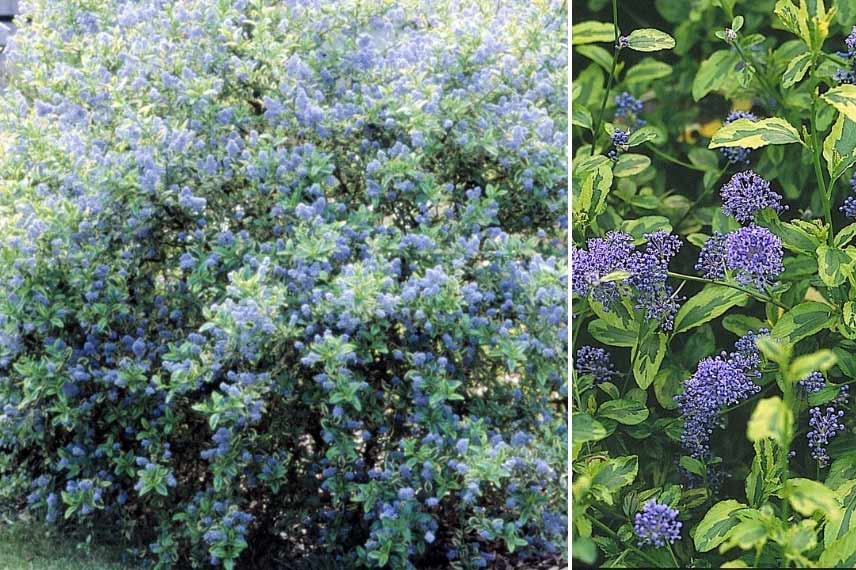 Céanothe impressus 'Cool Blue' arbuste fleurs bleues feuilles panachées