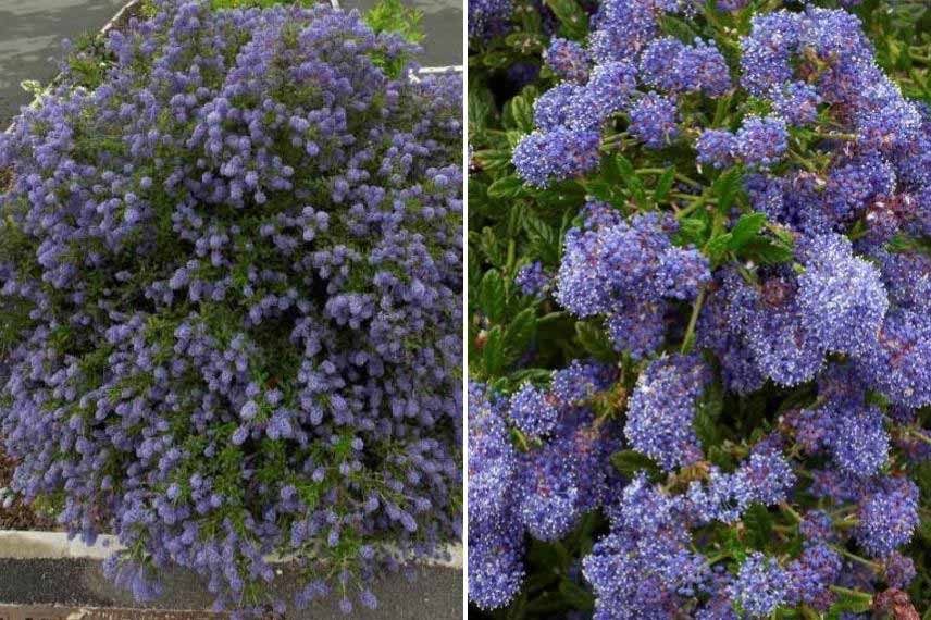 Ceanothus pour talus, Ceanothe pour talus, arbuste couvre sol pour talus