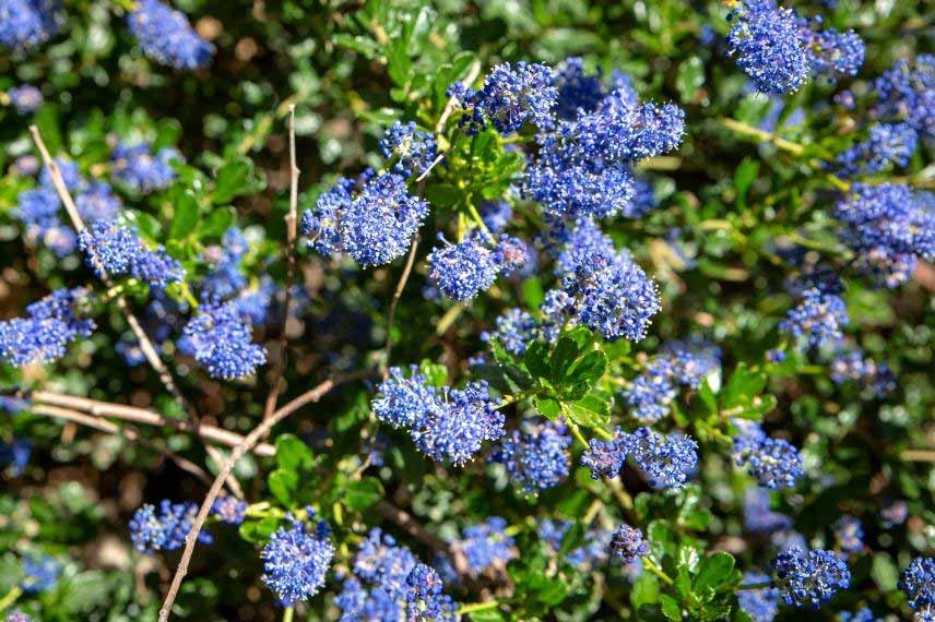 Ceanothus pour talus, Ceanothe pour talus, arbuste couvre sol pour talus