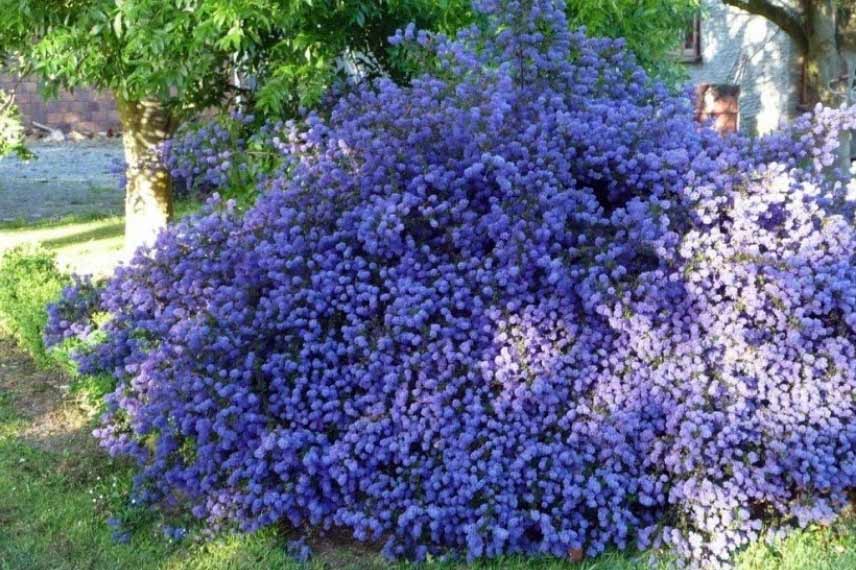 Céanothe 'Blue Sapphire' arbuste fleur bleu