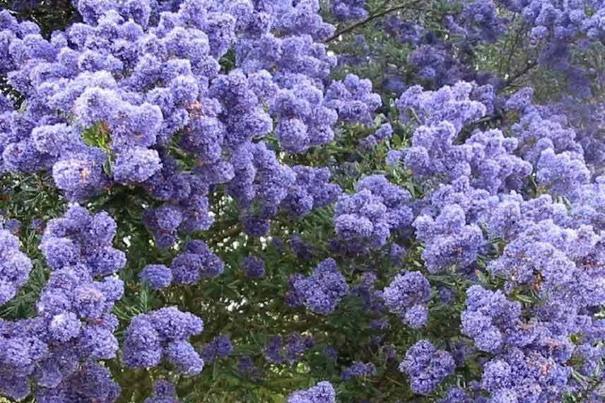 Ceanothus pour talus, Ceanothe pour talus, arbuste couvre sol pour talus