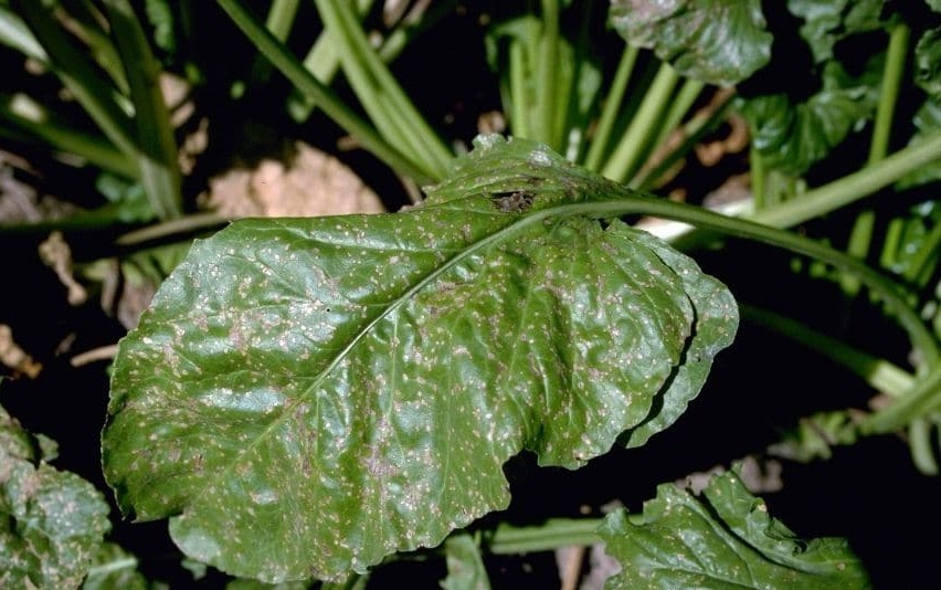 cercospora beticola