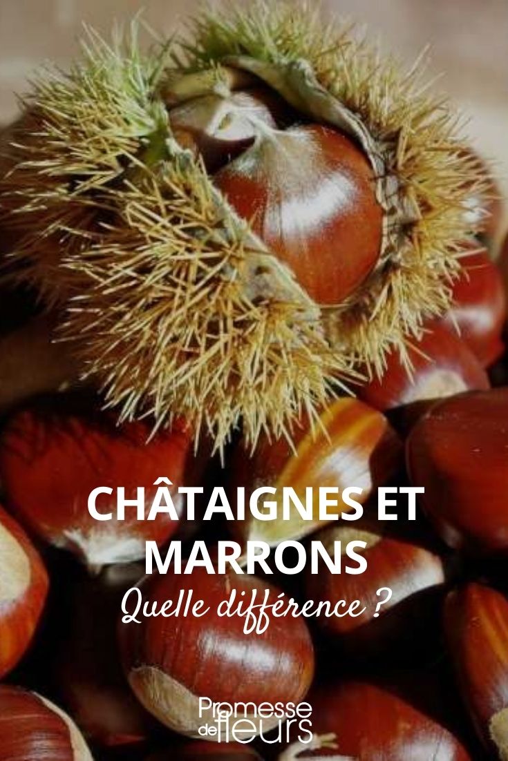 chataigne marron difference