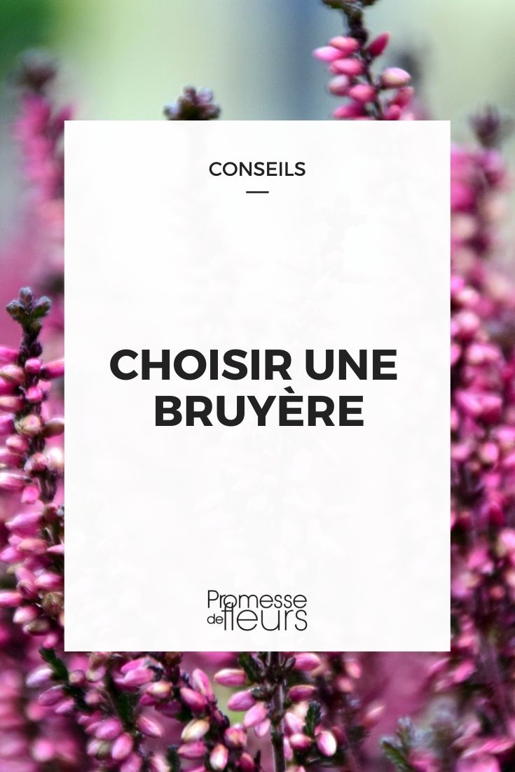 choisir bruyère