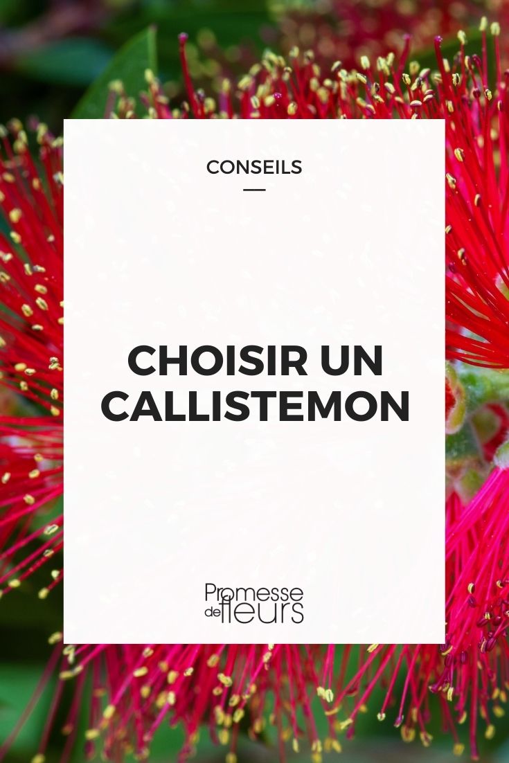 choisir callistemon