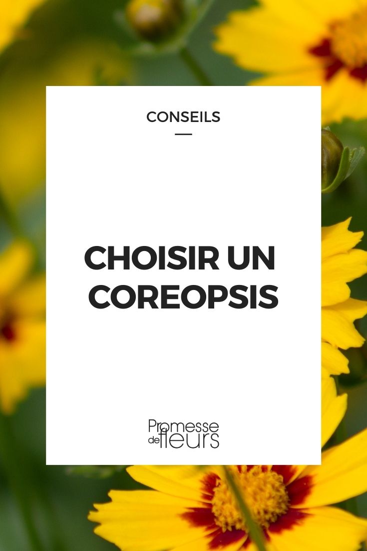 choisir coreopsis