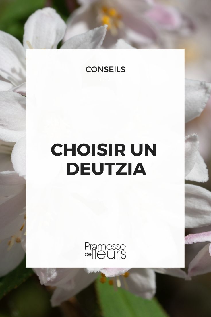 choisir deutzia