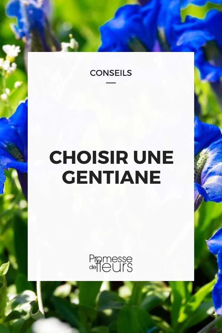 choisir gentiane