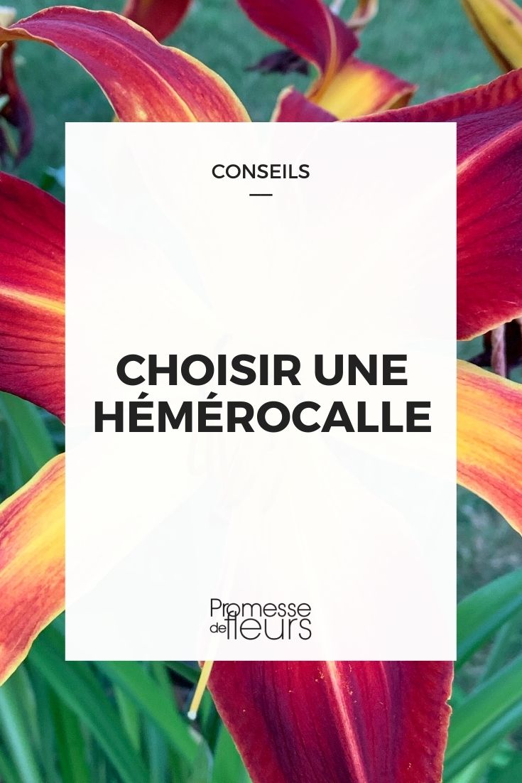 choisir hémérocalle