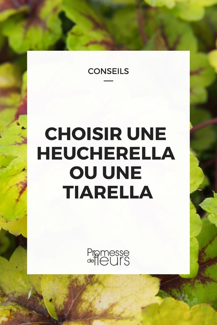 choisir heucherella tiarella