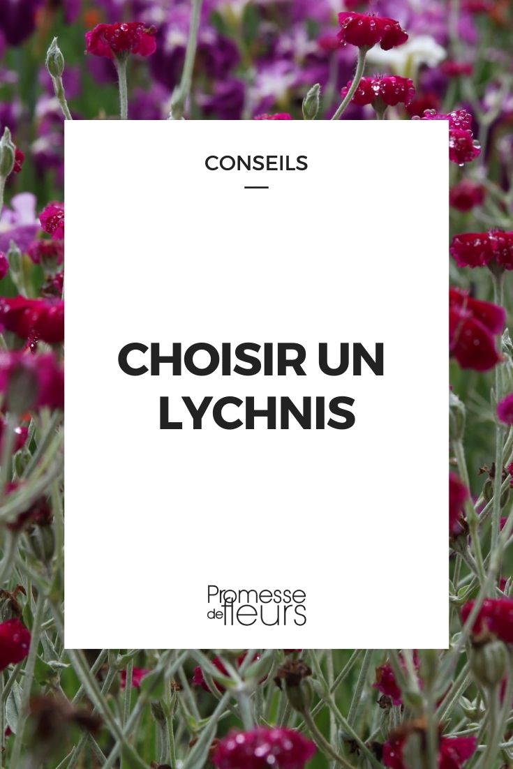 choisir lychnis