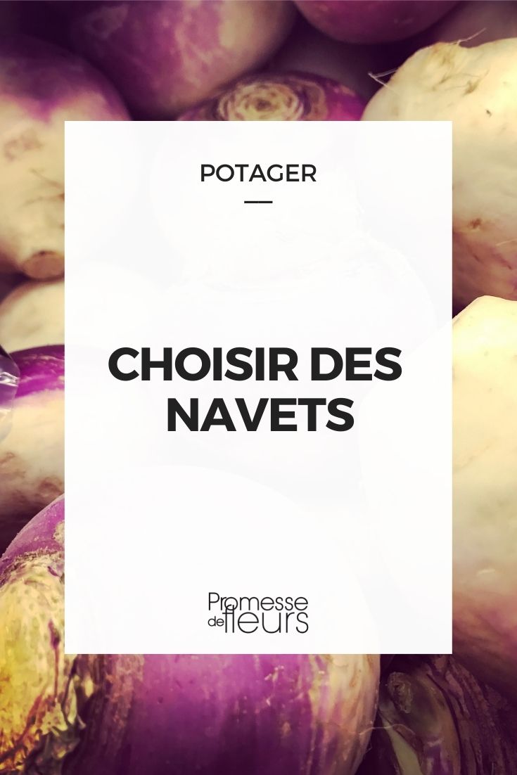 choisir navet