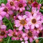 Choisir un Coreopsis