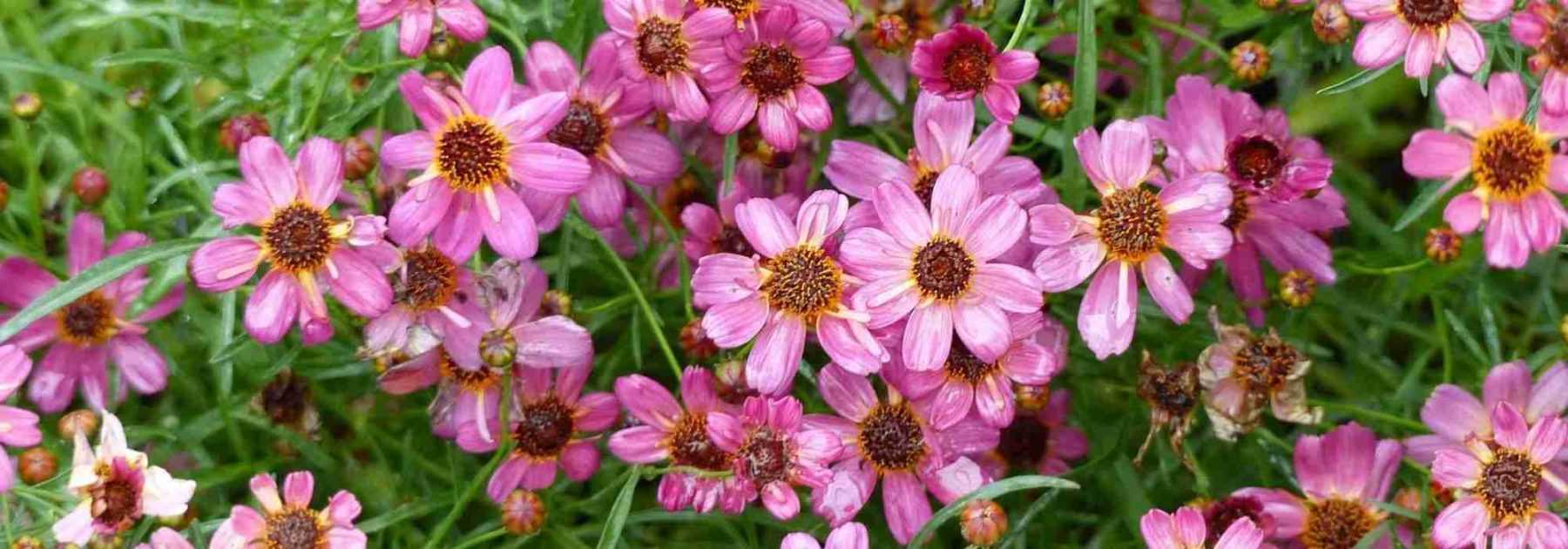 Choisir un Coreopsis