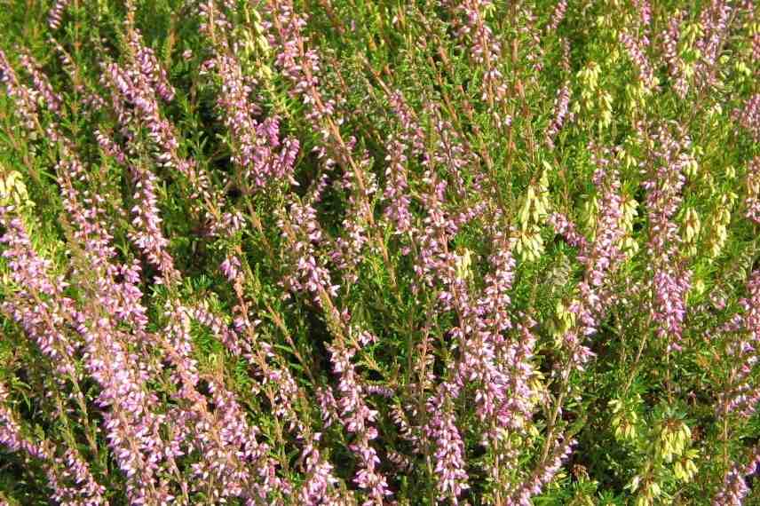 choisir bruyère selon période de floraison